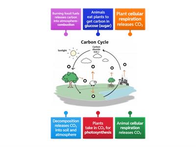 Carbon Cycle Diagram