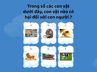 Các con vật quanh em - Cánh diều - Lớp 1