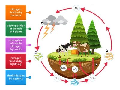 Nitrogen Cycle Easy