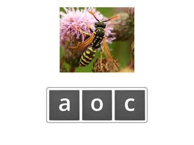 Анаграммы простые слова. Для начинающих читать