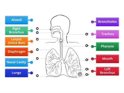 Respiratory System Diagram 1