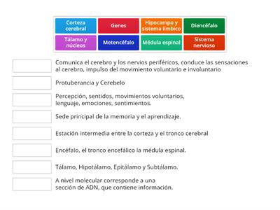 BASES BIOLÓGICAS DE LA CONDUCTA