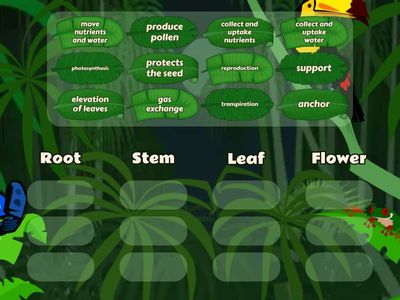 Plant Parts and Functions (sort)