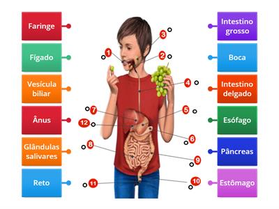 Constituição do sistema digestivo