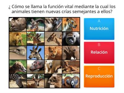 Los animales. Las funciones vitales