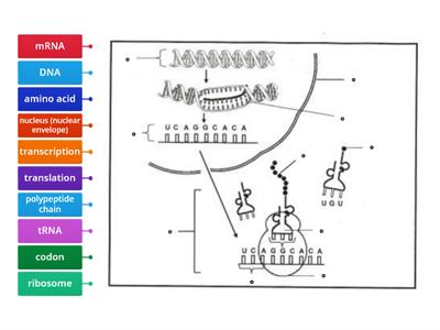 Protein Synthesis - Diagram