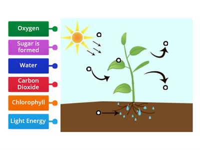 Photosynthesis Diagram