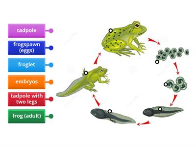 R -  Frog life cycle 