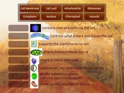 Animal and Plant Cells AQA GCSE Biology 