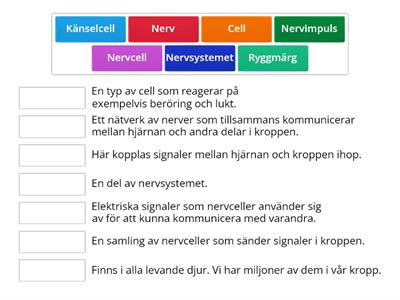 Nervsystemet