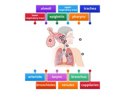 Respiratory System