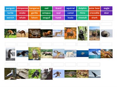 8th Grade Wild animals revision