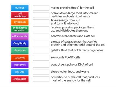 Cell Organelles Functions