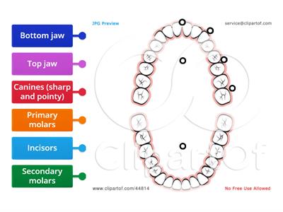 Label teeth