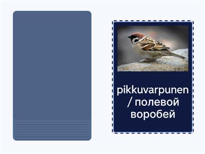 Talvilinnut. YM 5.lk CLIL su-ve