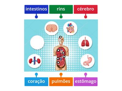 Órgãos do corpo humano