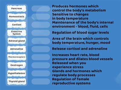 Endocrine System match up