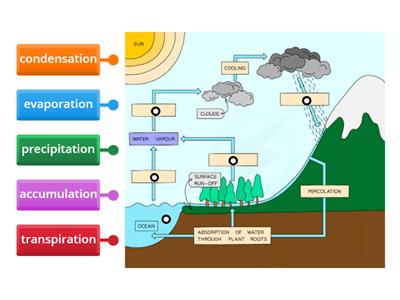 Water Cycle GCSE