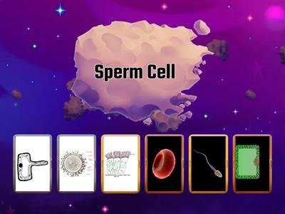 Specialised Cell Match Up