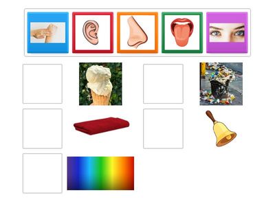 match pictures of objects to the correct sense organ