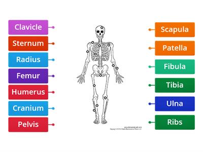 Label the Skeleton  KS2