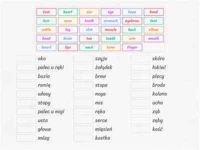 Body Parts English Class A2+ 6.1