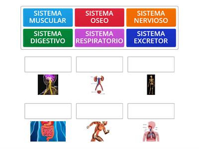 EL CUERPO HUMANO: SISTEMAS