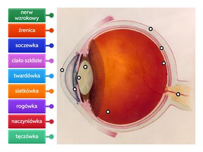 Budowa oka - podstawy 
