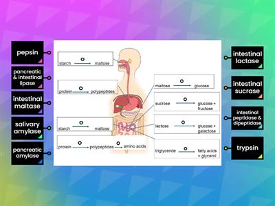 Topic 8 Digestive System