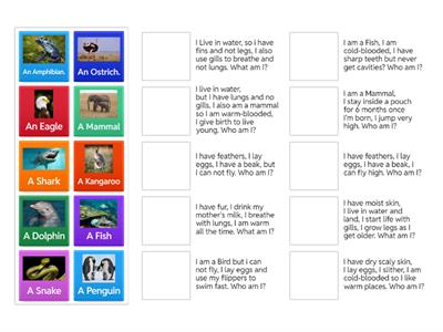 Animal Classification (Who am I?)