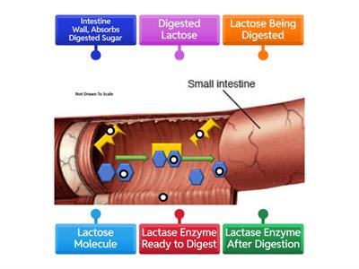 Lactose Digestion 1