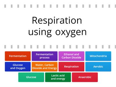 Respiration