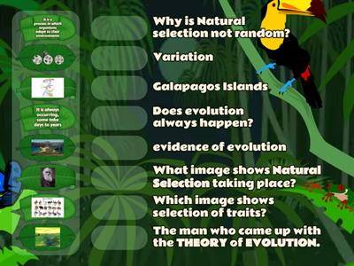 *Natural Selection *