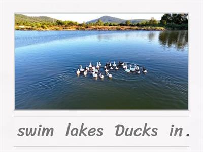 6th grade Simple Sentences