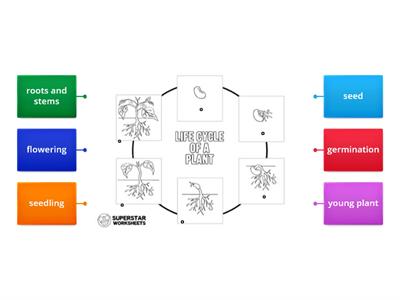 Plant Life Cycle