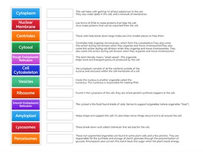 Cell Organelle Stuff