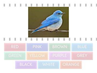 COLOURS  - FIND THE MATCH