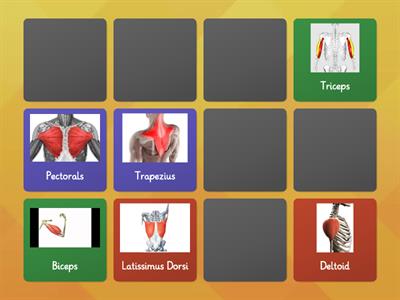 Antagonistic Muscle Pairs