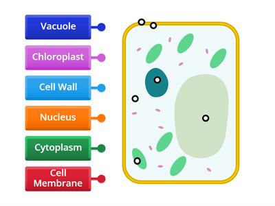 Label the Plant Cell