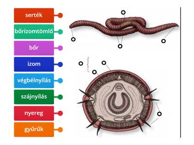 A földigiliszta 