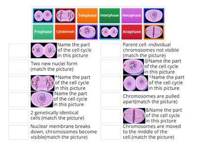 Cell Cycle Review