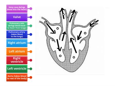 Label the Heart diagram 