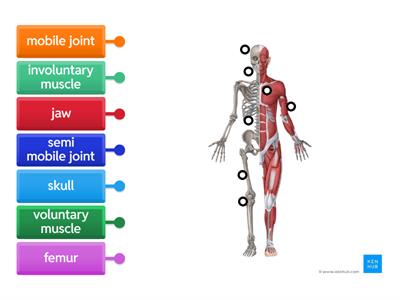 Musculo Skeletal System