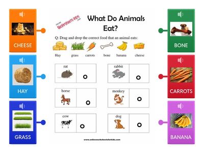 Qué comen los animales