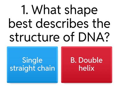 STRUCTURE OF DNA