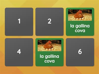 ciclo di vita del pulcino