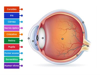  PARTES DEL OJO 3ESO