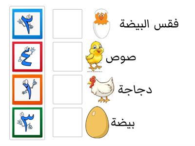 ترتيب دورة حياة الدجاجة