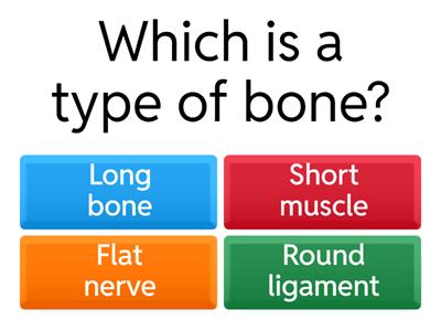 Skeletal System Structure Quiz