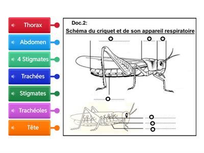 5 SVT Schéma du criquet et son appareil respiratoire